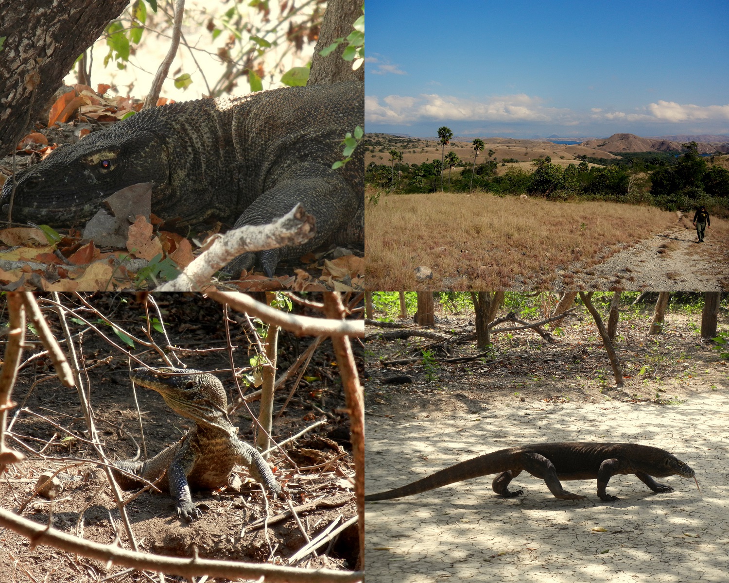 Indonésie - ostrov Komodo